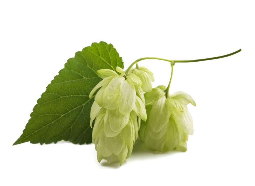 Hops, hops for beer brewing, hops in a brewery, hops for IPA, beer brewing, beer brewing equipment, beer fermenting equipment, brewery system, brewery equipment, beer fermenter